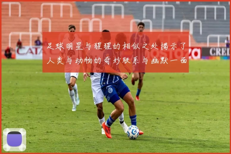 足球明星与猩猩的相似之处揭示了人类与动物的奇妙联系与幽默一面